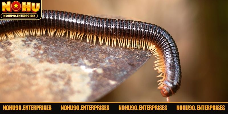 Mơ thấy rết cắn đánh con gì ám chỉ vận may tài chính