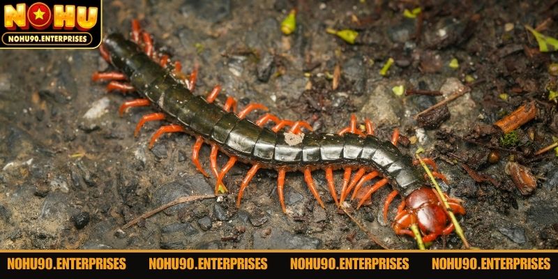 Người khác bị cắn chọn theo cặp số đã định