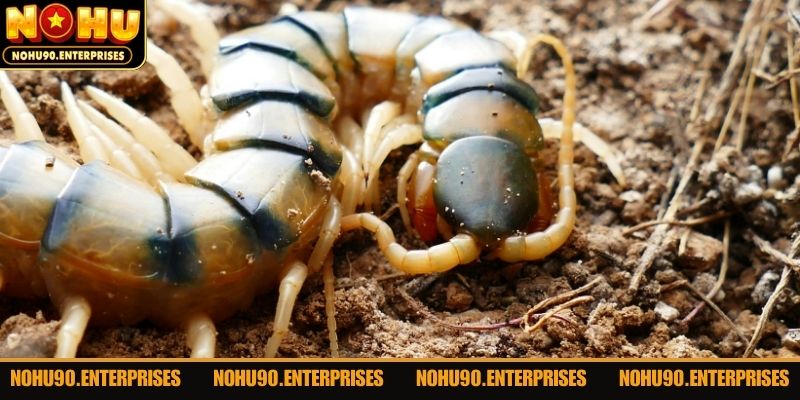 Nhiều con có kích thước khủng khi bạn nằm mộng